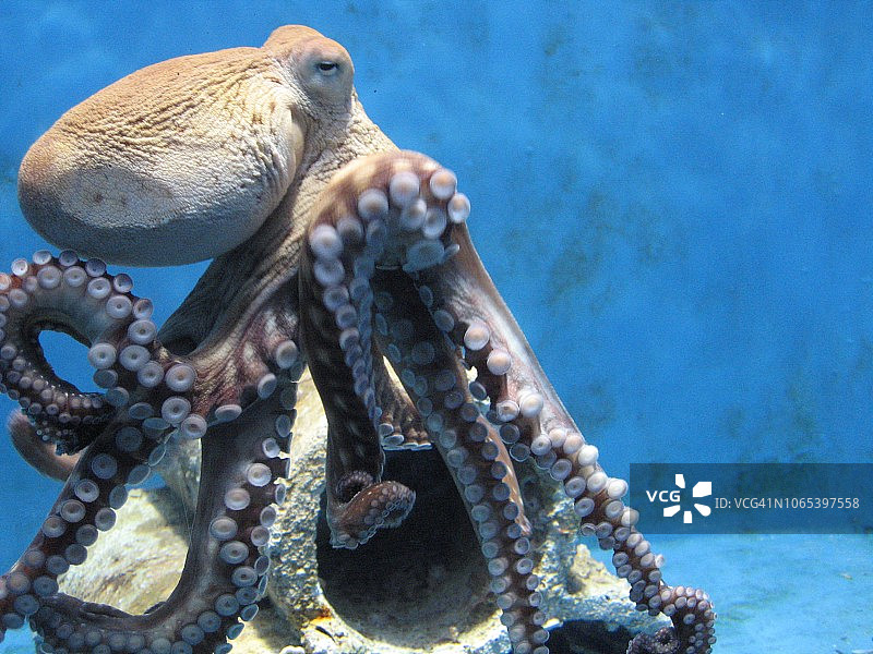 水族馆里的章鱼图片素材