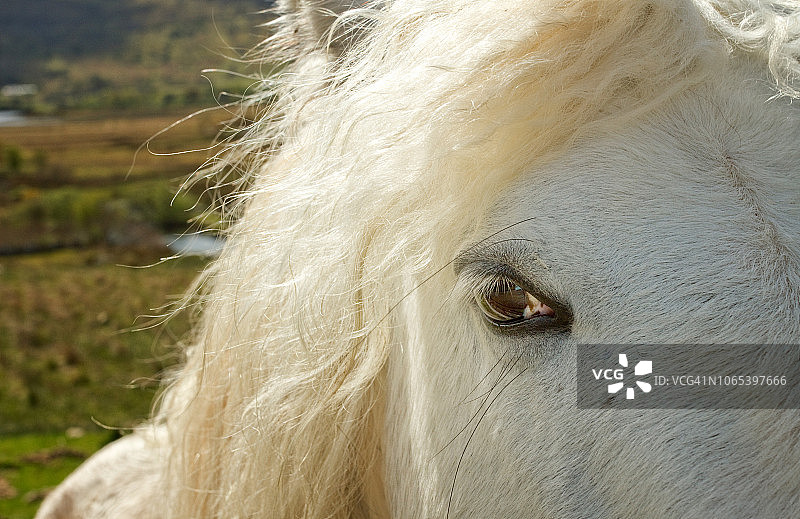 科内马拉的爱尔兰马图片素材