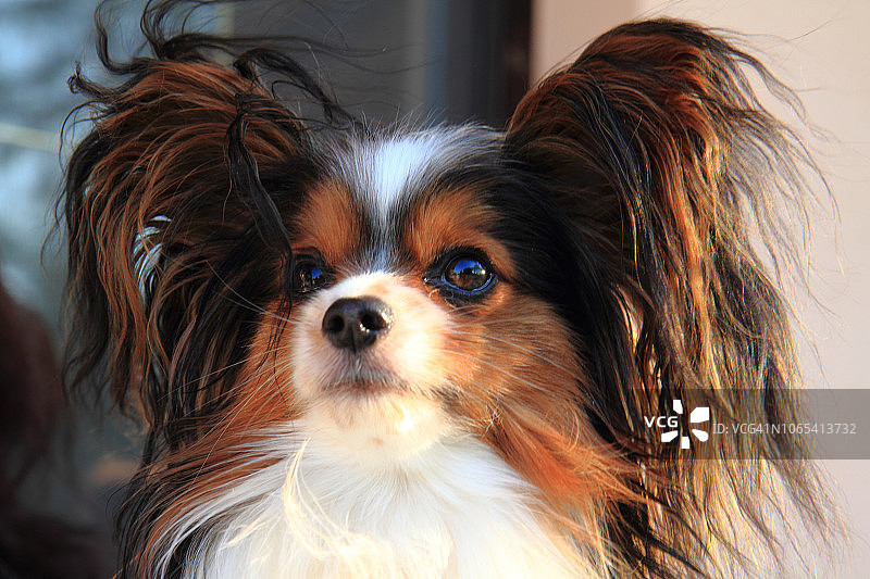 蝴蝶犬头部图片素材