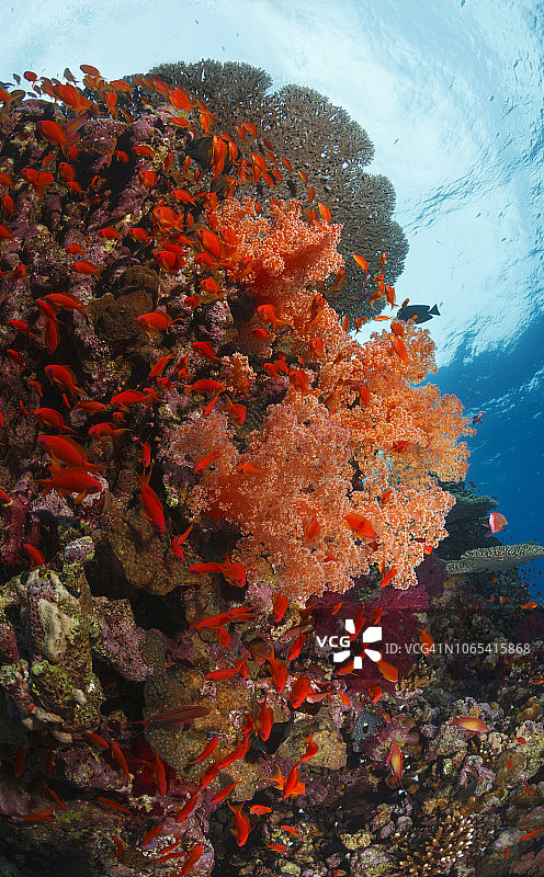 珊瑚礁自然与野生动物水下海洋生物水肺潜水员视角水下照片图片素材