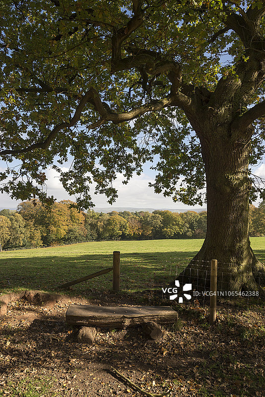 英格兰柴郡老橡树下的木制长椅图片素材