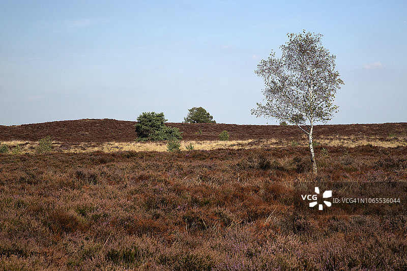 酷暑干旱导致荒芜的荒地，马斯杜宁国家公园图片素材