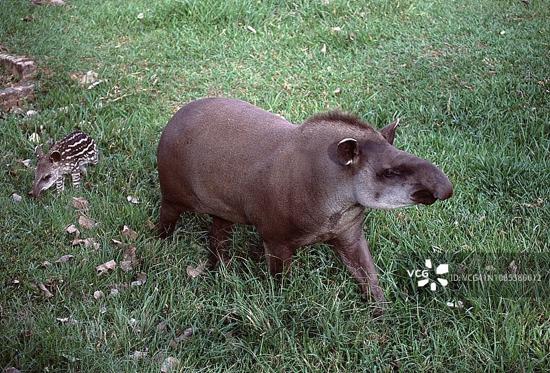 巴西貘妈妈和幼崽图片素材