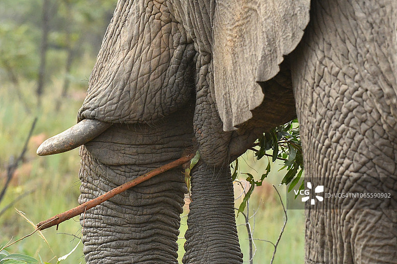 野生大象吃树枝的侧面图图片素材