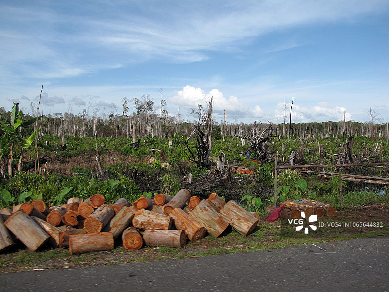 苏门答腊森林砍伐图片素材