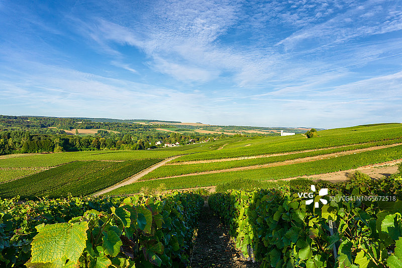 香槟葡萄园中的一排葡萄藤图片素材