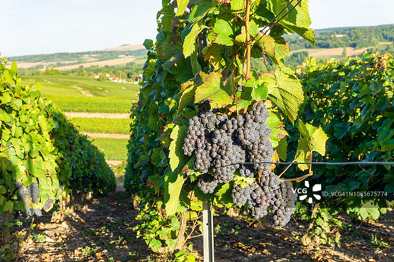 香槟葡萄园中的一排葡萄藤图片素材