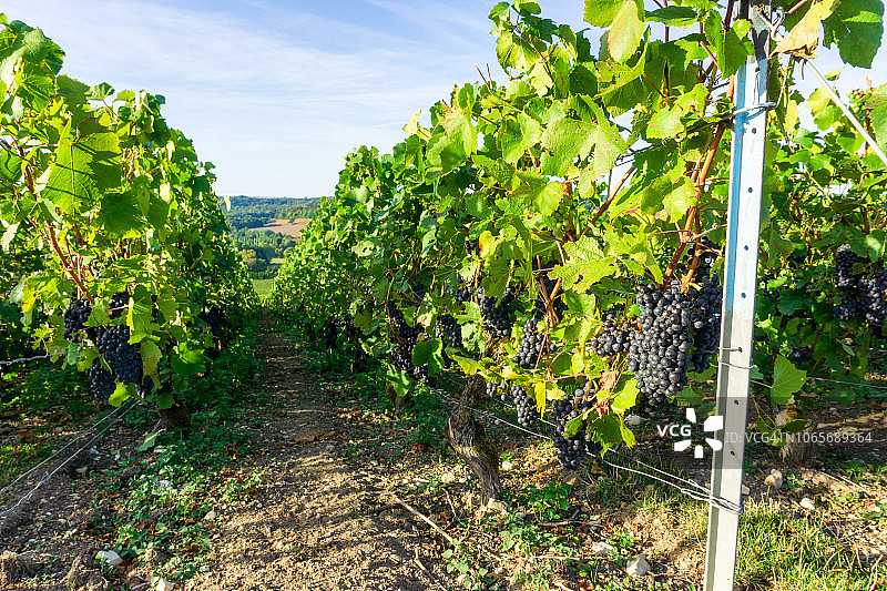 香槟葡萄园中的一排葡萄藤图片素材