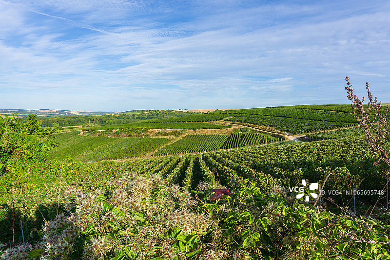 香槟葡萄园中的一排葡萄藤图片素材