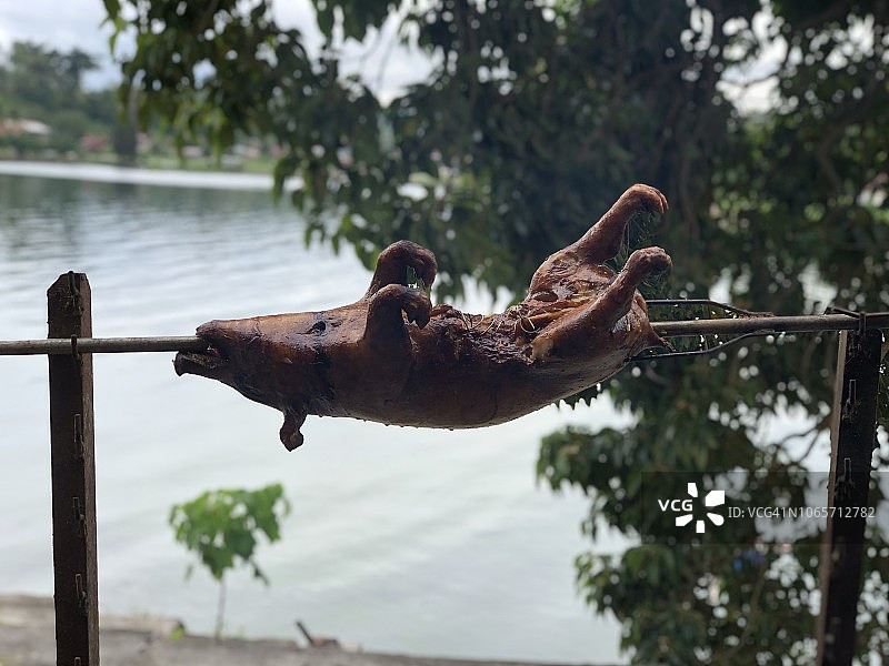 多巴湖上的烤乳猪，印度尼西亚北苏门答腊图片素材