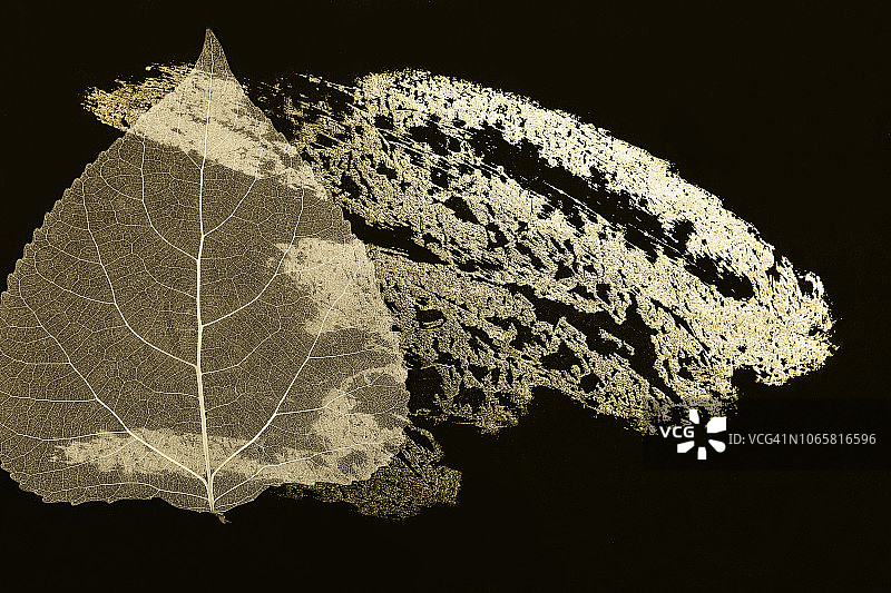 黑色背景下的透明秋叶，带有艺术笔触图片素材