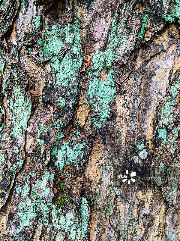 老树皮图片素材