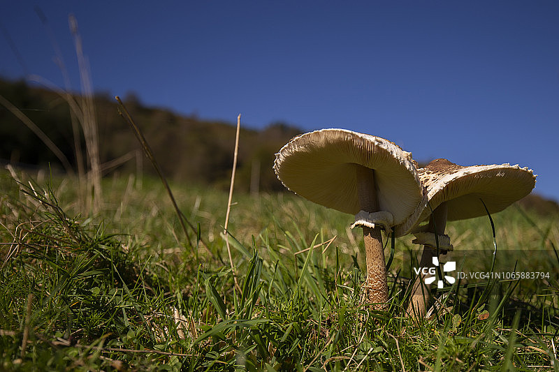 大环柄菇图片素材
