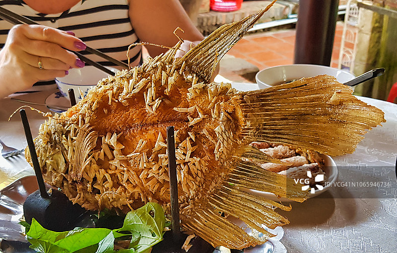 湄公河三角洲的象耳鱼图片素材