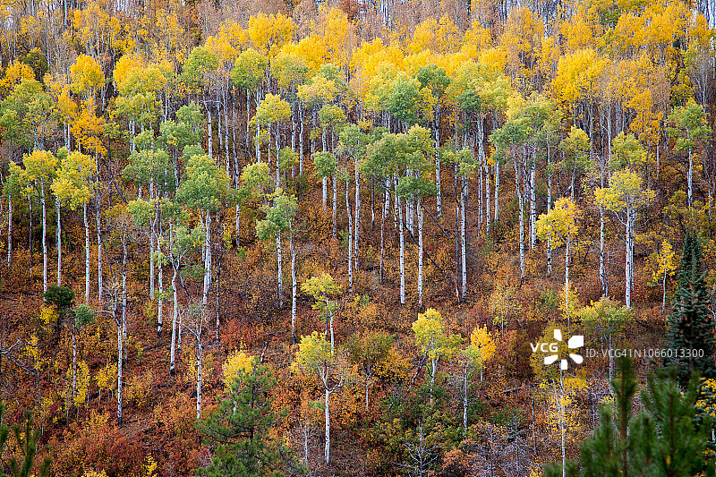 科罗拉多州秋色白杨树林图片素材
