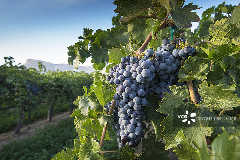 科罗拉多州西部大峡谷的葡萄园图片素材