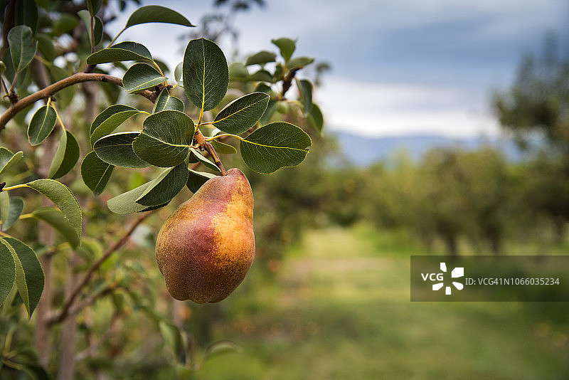 果园：科罗拉多州西部大峡谷的梨图片素材