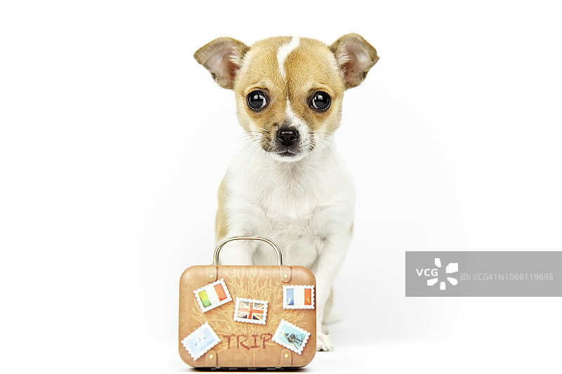 带着行李箱去度假放松的狗图片素材