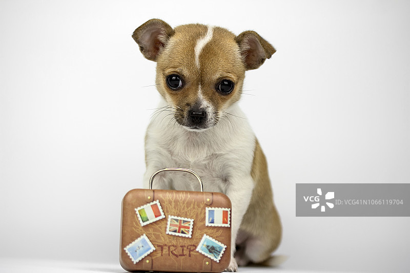带着行李箱去度假放松的狗图片素材