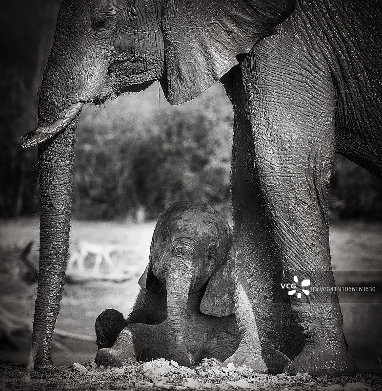 津巴布韦卡里巴湖的黑白母象与小象肖像图片素材