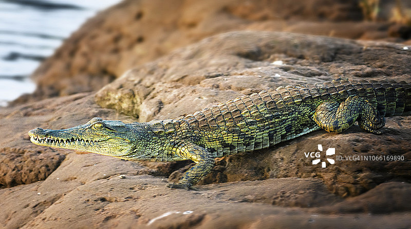 津巴布韦卡里巴湖岩石上的尼罗鳄图片素材