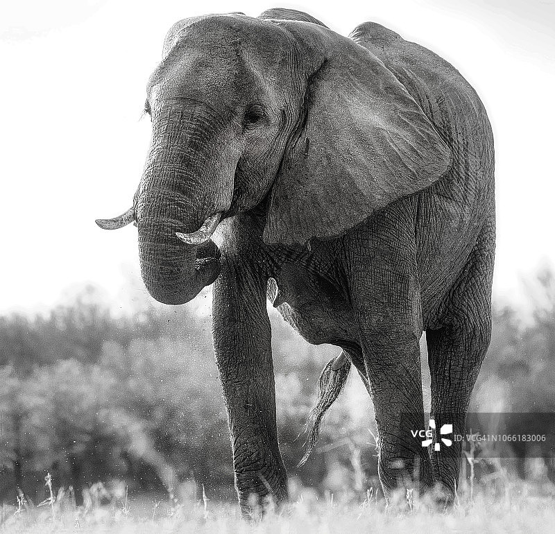 马图萨多纳国家公园非洲象的低视角图片素材