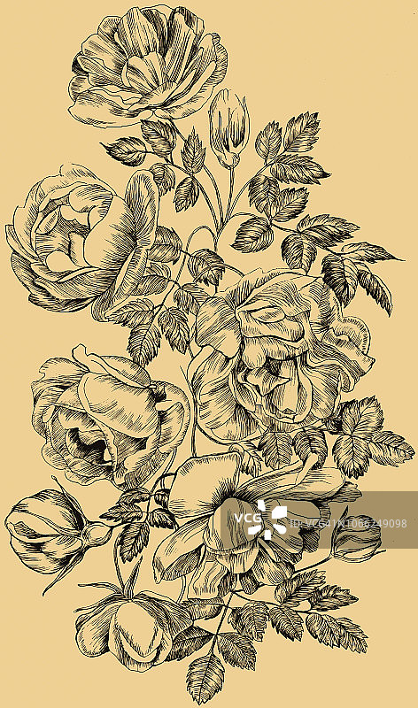 玫瑰雕刻插图，花朵和花蕾图片素材