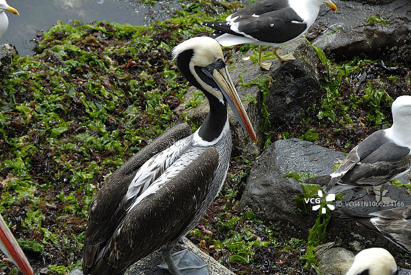 智利鹈鹕图片素材