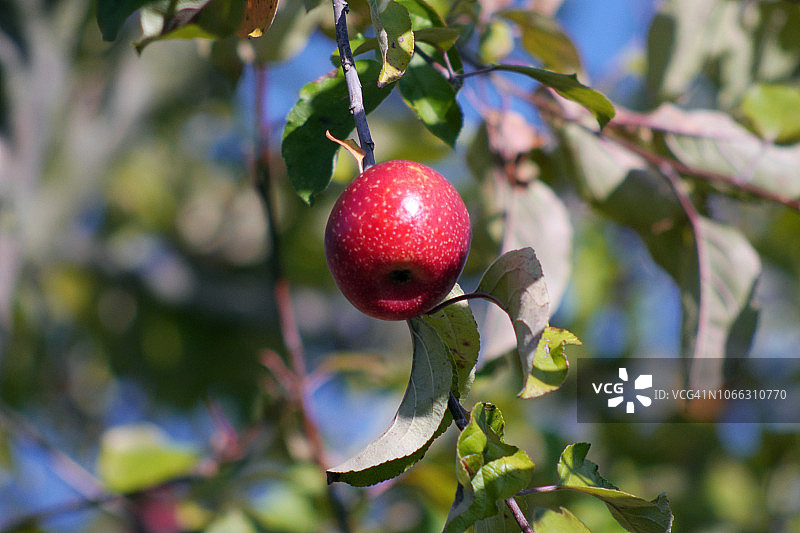 苹果树上的红苹果图片素材