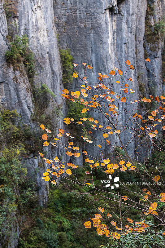 中国湖北恩施大峡谷的秋景图片素材