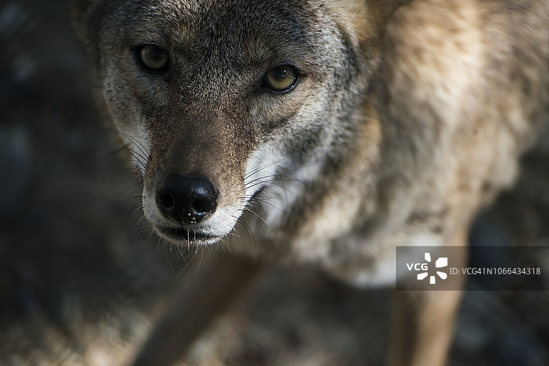 墨西哥狼图片素材