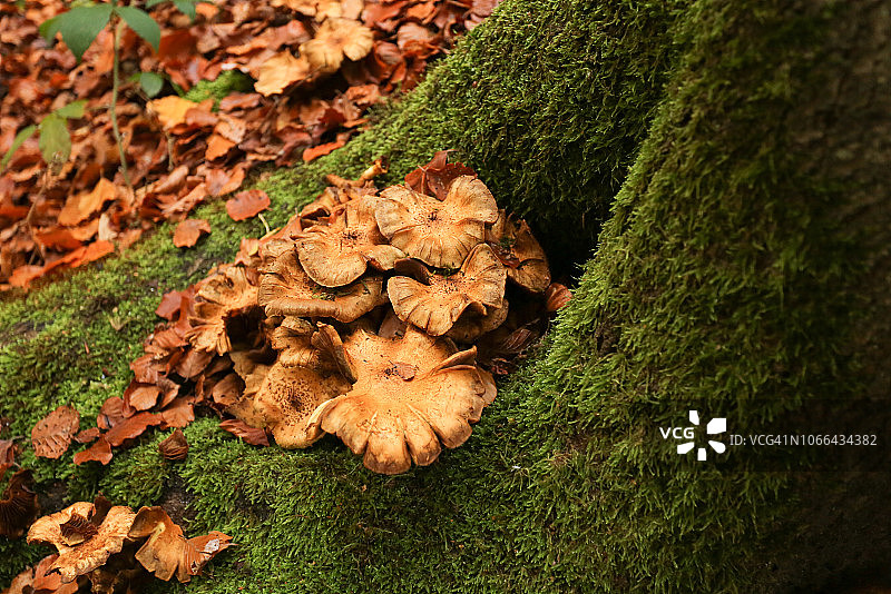 在英国森林中，一群蘑菇生长在长满苔藓的树根处图片素材