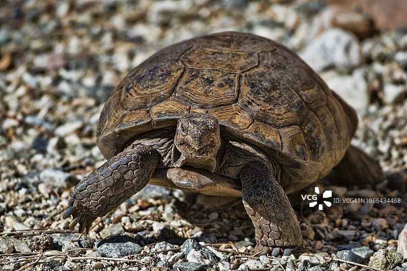 沙漠龟图片素材