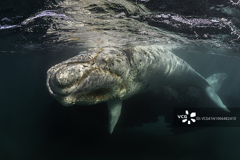 在鲸鱼产犊和交配季节，南露脊鲸及其白色小鲸鱼在阿根廷巴尔德斯半岛新湾的浅水保护区图片素材