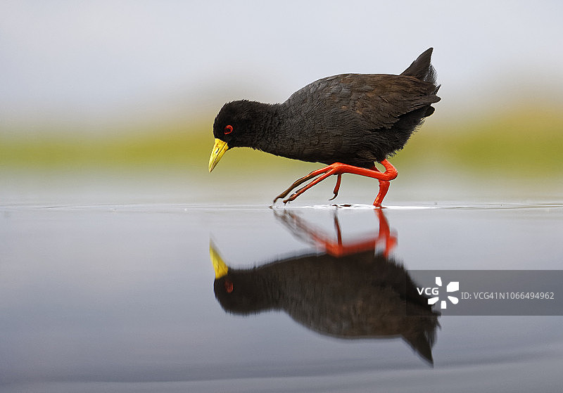 黑骨顶图片素材