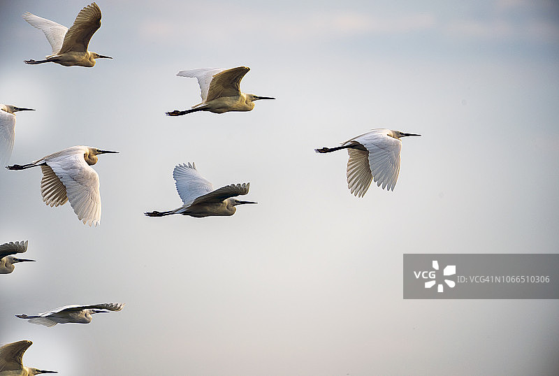 领导力概念图片素材