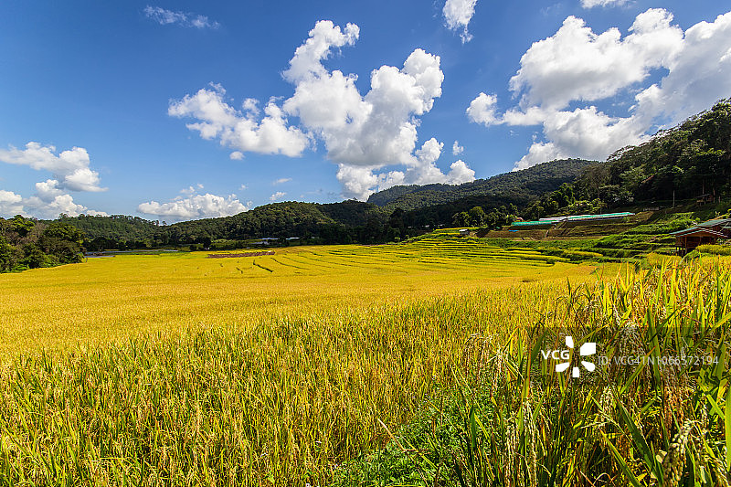 湄卡朗銮绿色梯田稻田图片素材