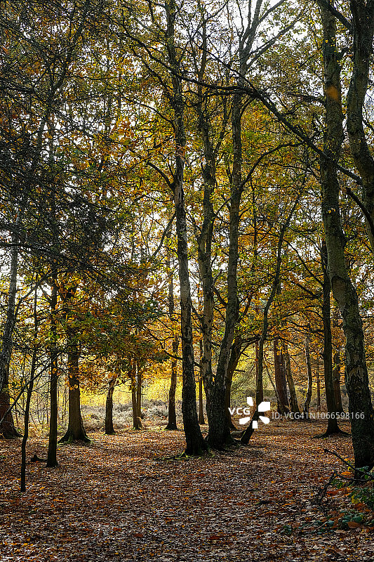 英国伯克郡的秋色图片素材
