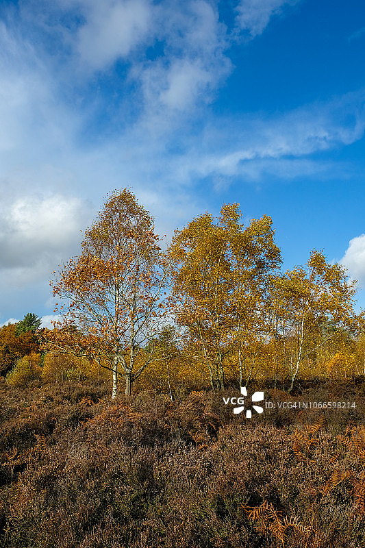 英国伯克郡的秋色图片素材