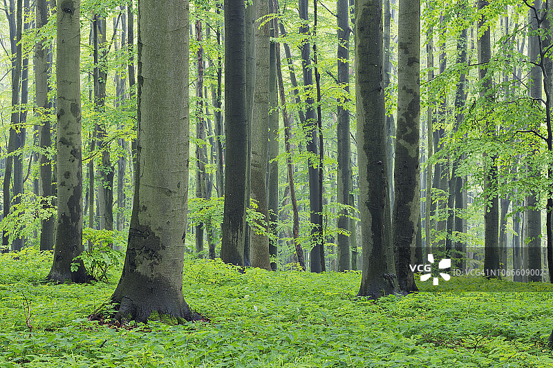 茂盛绿色树叶的山毛榉春季森林。德国图林根州海尼希国家公园图片素材