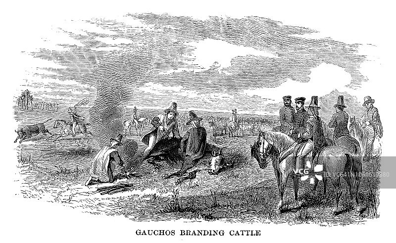 高乔人给牛打烙印图片素材