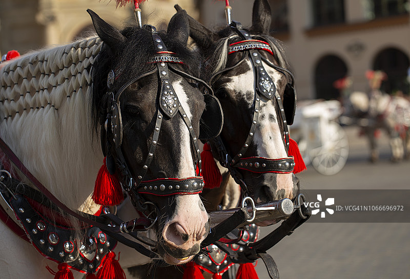 旅游观光马匹图片素材