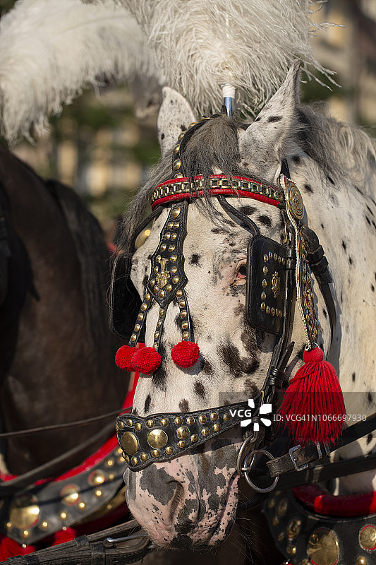 旅游马图片素材