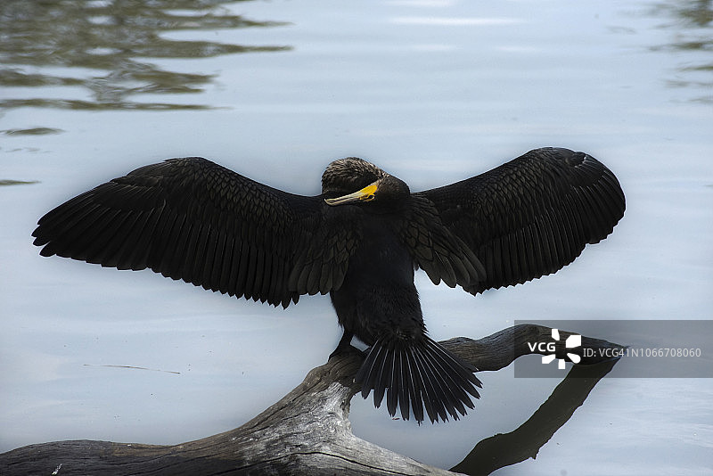 黑色鸬鹚，里士满公园春季伸展图片素材
