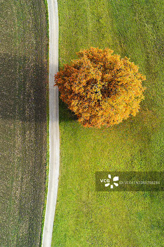 俯瞰秋日树木与乡村公路图片素材