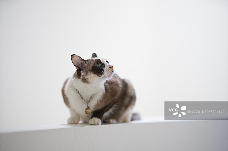 白色背景下的可爱小猫或暹罗猫的局部焦点图片素材