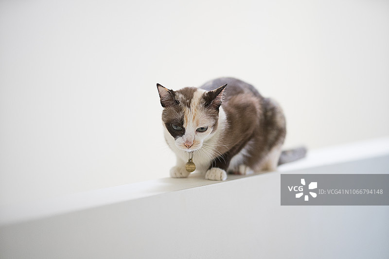 白色背景下的可爱小猫或暹罗猫的局部焦点图片素材