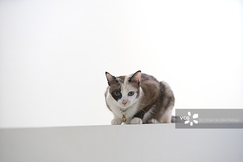 白色背景下的可爱小猫或暹罗猫的局部焦点图片素材