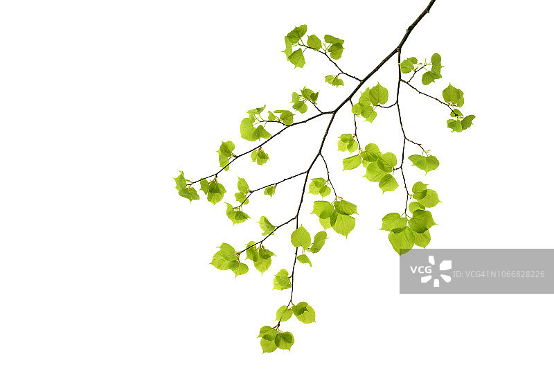 白色背景上的椴树叶（德国巴伐利亚）图片素材
