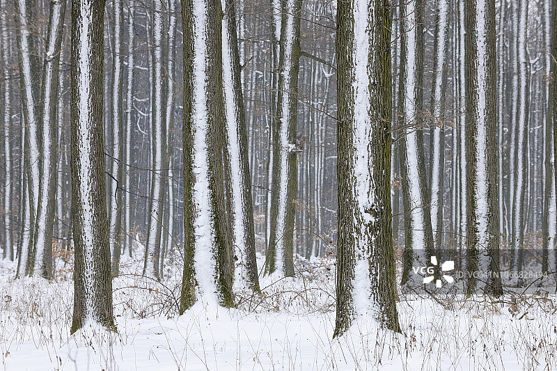 冬季雪景森林（德国巴伐利亚弗兰肯地区）图片素材